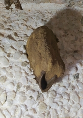 Sceliphron fistularium