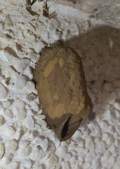 Sceliphron fistularium