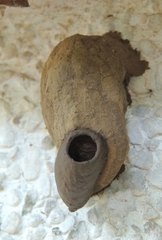 Sceliphron fistularium