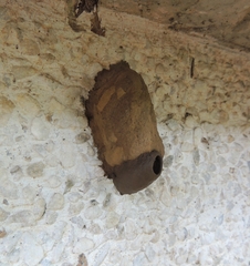 Sceliphron fistularium