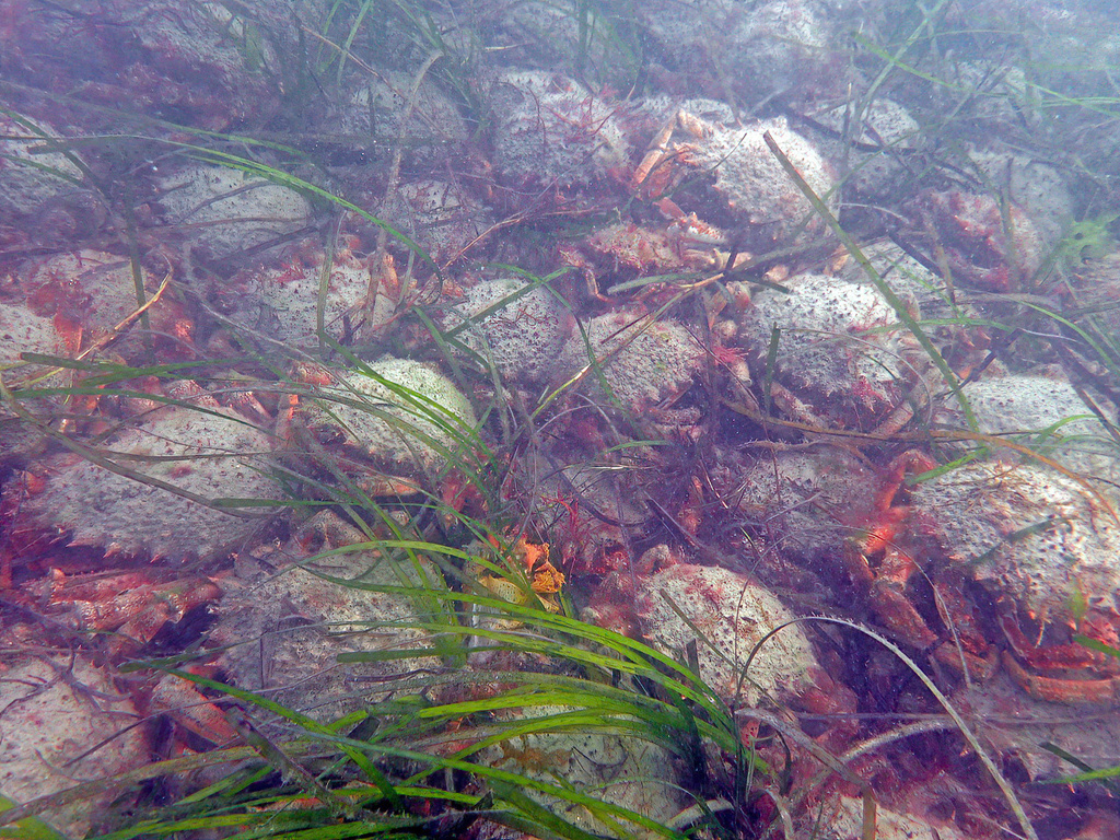 Photo of Giant European Spider Crab (Maja brachydactyla)