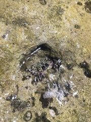 Pachygrapsus plicatus