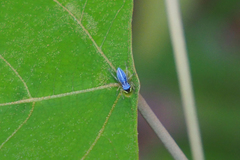 Phintella bifurcilinea