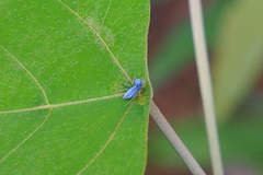 Phintella bifurcilinea