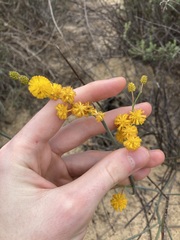 Acacia restiacea