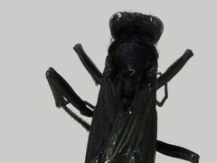 Pompilidae