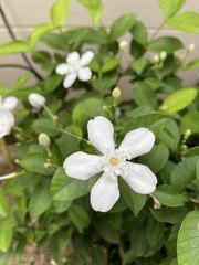 Wrightia antidysenterica