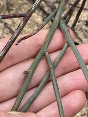 Acacia restiacea