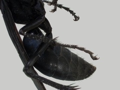 Pompilidae