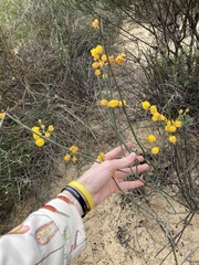 Acacia restiacea