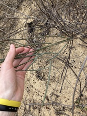 Acacia restiacea