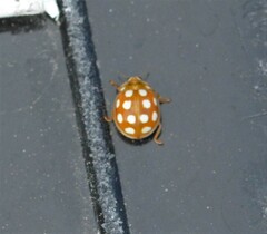 Calvia quindecimguttata