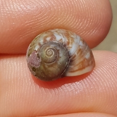 Tectonatica prietoi