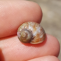 Tectonatica prietoi