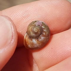 Tectonatica prietoi