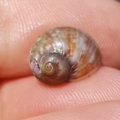 Tectonatica prietoi
