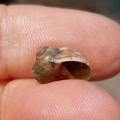 Tectonatica prietoi