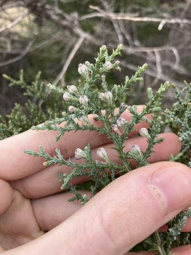Image of Callitris arenaria by (c) Thomas Mesaglio, some rights reserved (CC BY)