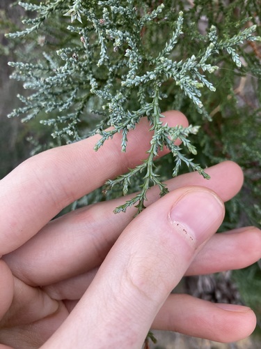 Image of Callitris arenaria by (c) Thomas Mesaglio, some rights reserved (CC BY)