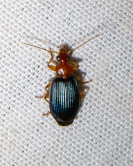 Lebia deceptrix