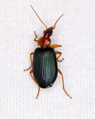 Lebia deceptrix