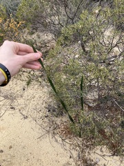 Discolor Bloodwort (Haemodorum discolor)