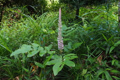 Uraria crinita