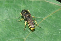 Crossocerus vagabundus