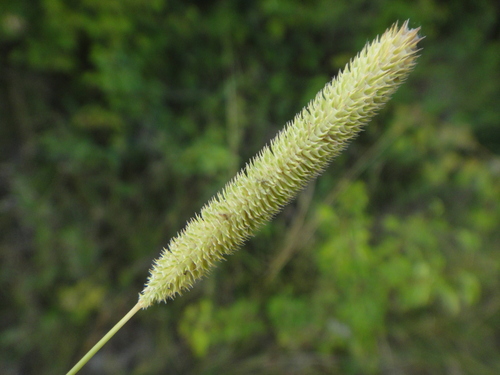 timotejka uzlovitá (Phleum bertolonii)