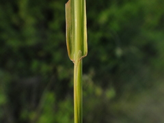 Phleum bertolonii