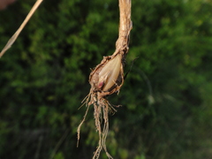 Phleum bertolonii