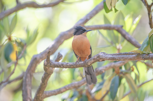 Rufous Sibia (Heterophasia capistrata), photo 9