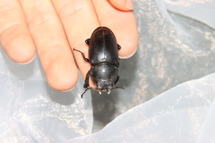 Serrognathus titanus