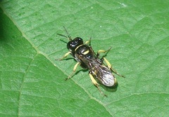 Crossocerus vagabundus