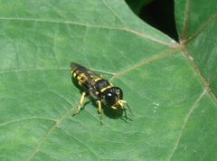 Crossocerus vagabundus