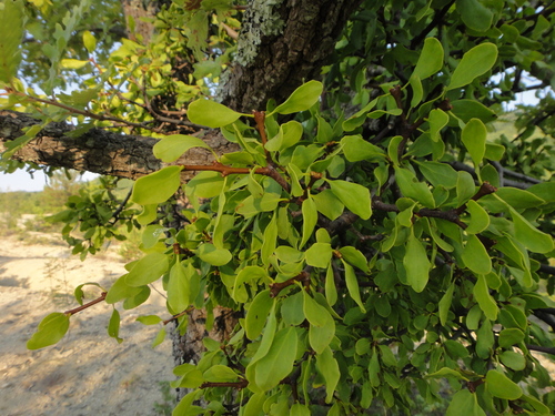 imelovec európsky (Loranthus europaeus)