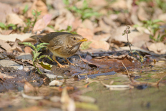 Turdus unicolor