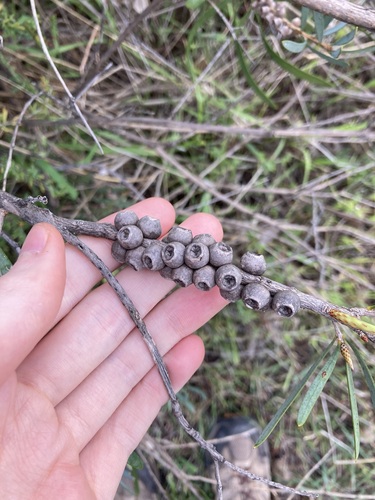 Image of Melaleuca phoenicea by (c) Thomas Mesaglio, some rights reserved (CC BY)
