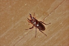 Prismognathus dauricus