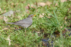 Turdus unicolor