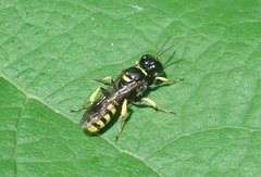 Crossocerus vagabundus