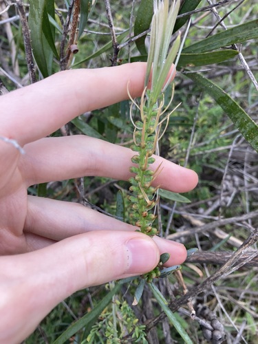 Image of Melaleuca phoenicea by (c) Thomas Mesaglio, some rights reserved (CC BY)