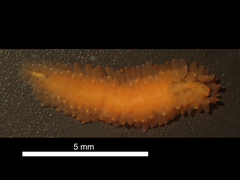 Clavisyllis alternata