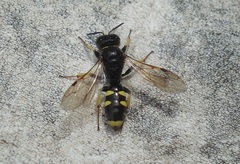 Crossocerus vagabundus