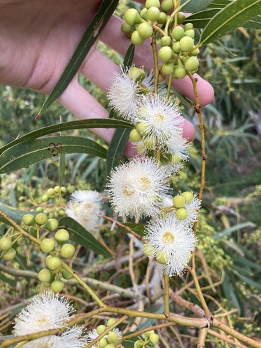 Eucalyptus camaldulensis