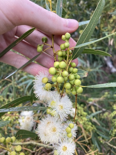 Eucalyptus camaldulensis