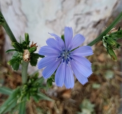 Cichorium intybus