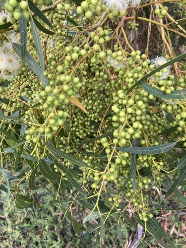 Eucalyptus camaldulensis