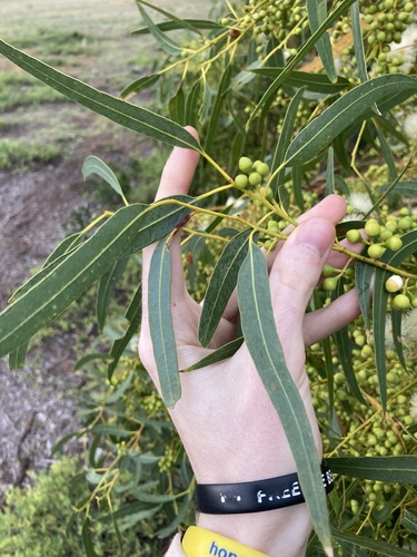 Eucalyptus camaldulensis