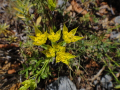 Bupleurum veronense